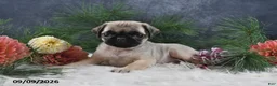 Pug dogs for sale: Nicholas - Ad 4