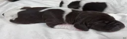 German Shorthaired Pointer dogs for sale: Joy - Ad 1