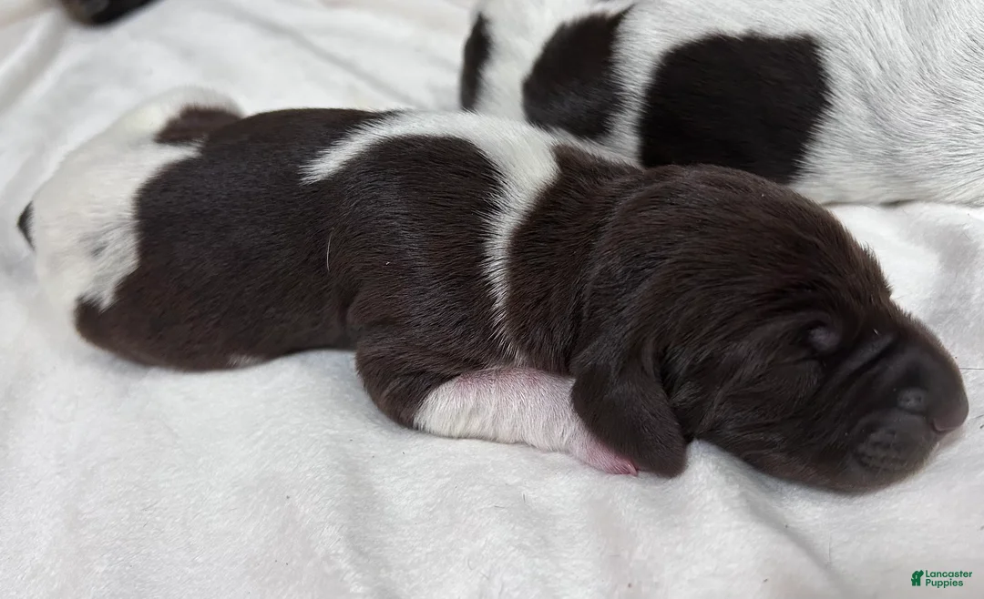 German Shorthaired Pointer dogs for sale: Joy - Ad 1