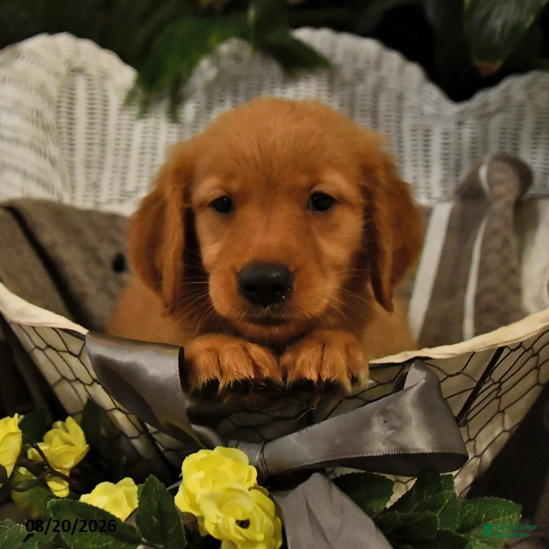 Golden Retriever dogs for sale: Brynlee - Ad 1