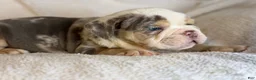 English Bulldog dogs for sale: Versace - Ad 81