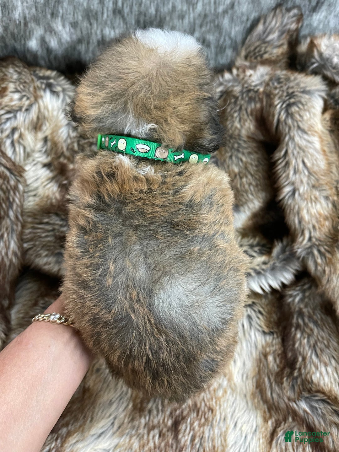 Mixed Breed dogs for sale: Mini Bernedoodle Puppy 3 - Ad 4