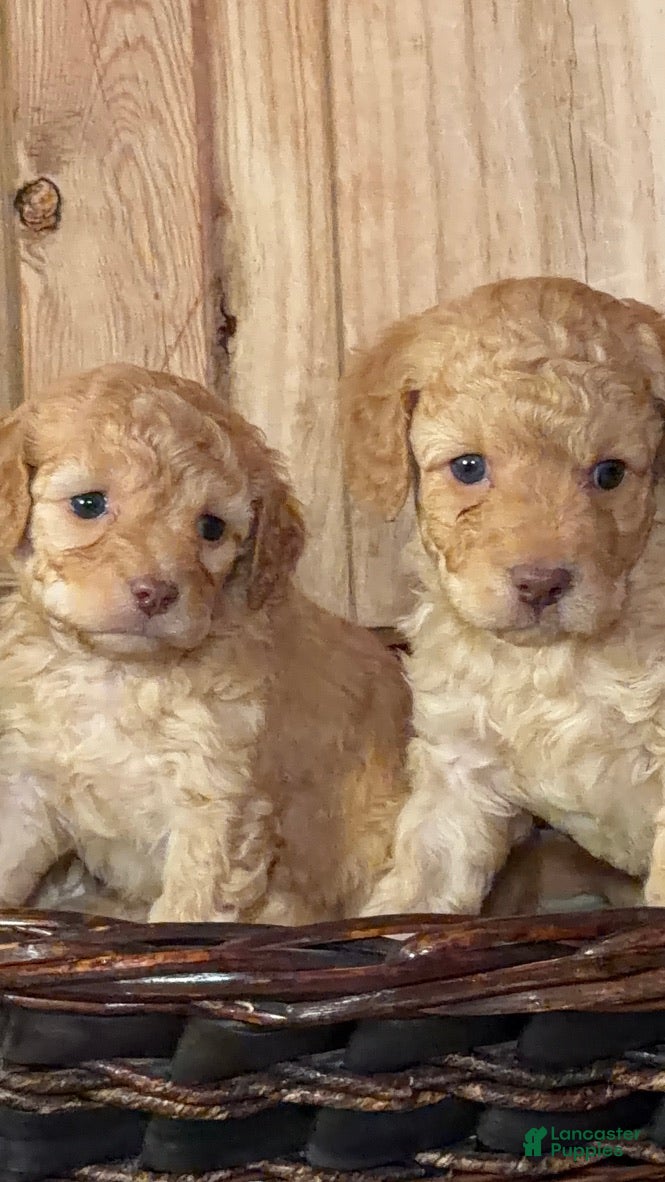 Cavapoo dogs Theodore, A Handsome, Cuddly F1B Cavapoo Boy   - Ad 1