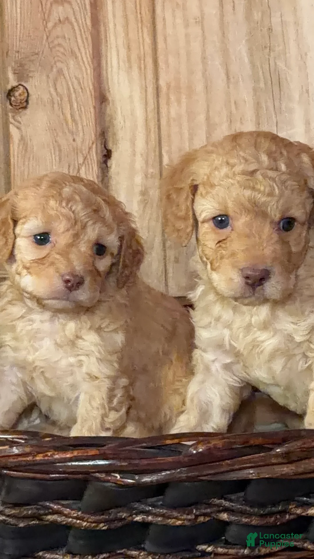 Cavapoo dogs for sale: Theodore, A Handsome, Cuddly F1B Cavapoo Boy   - Ad 1