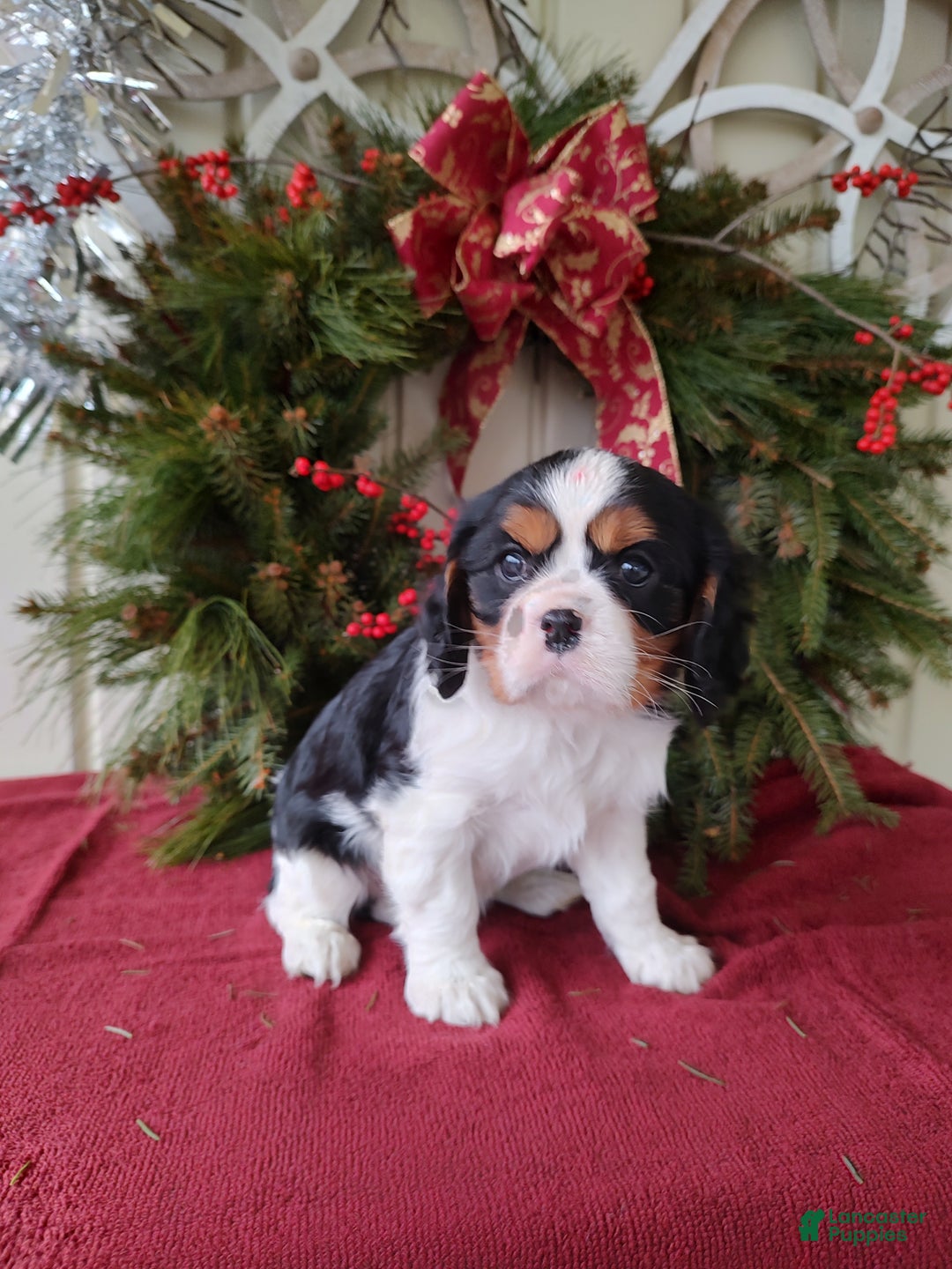 Cavalier King Charles Spaniel dogs for sale: Lance - Ad 5