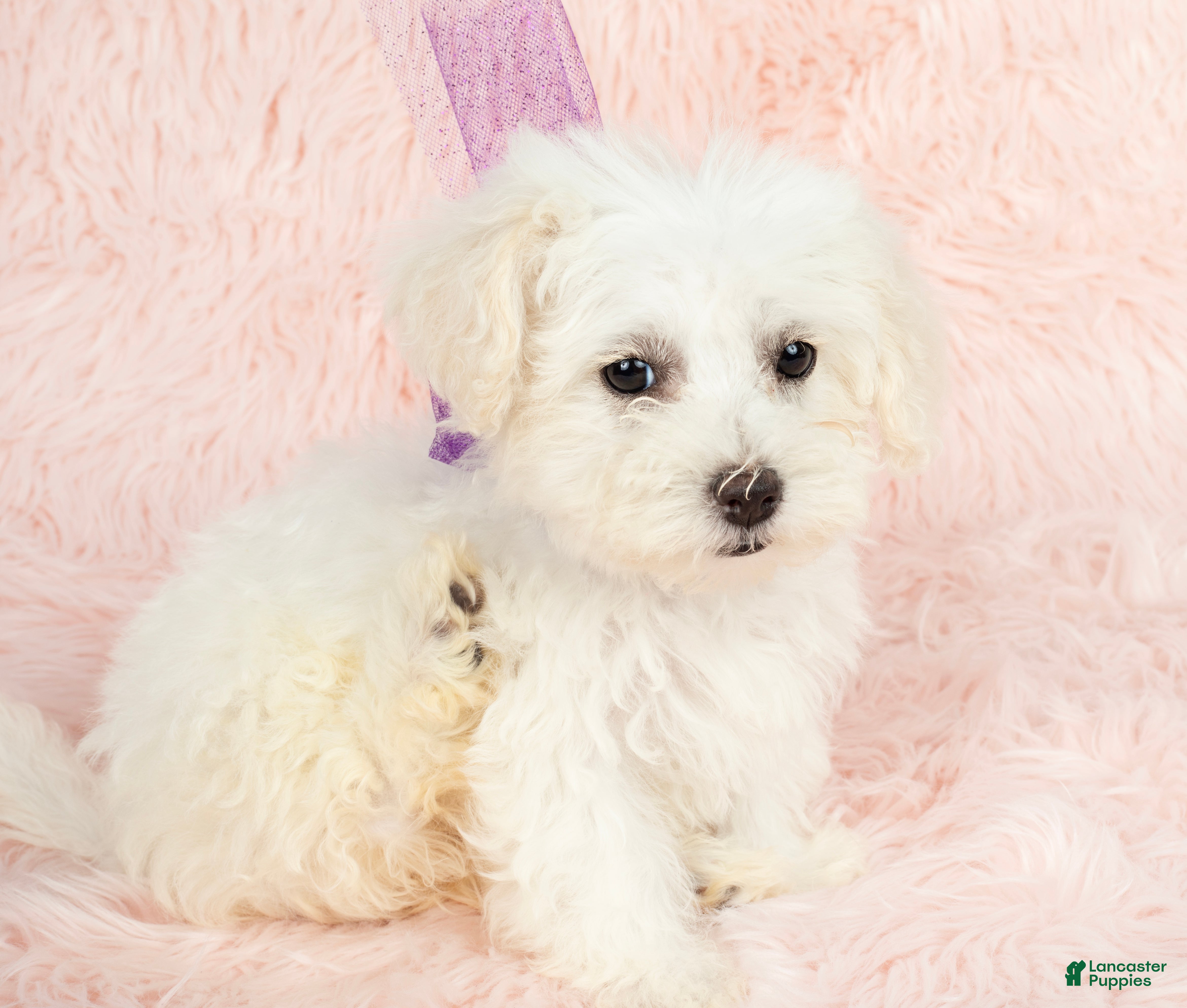 Maltipoo dogs Snow White - Ad 1