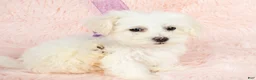 Maltipoo dogs for sale: Snow White - Ad 1