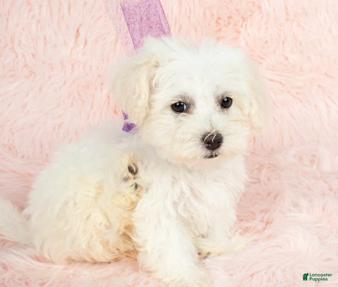 Maltipoo dogs for sale: Snow White - Ad 1