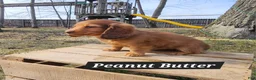Miniature Dachshund dogs for sale: Peanut Butter - Ad 5