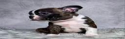Boston Terrier dogs for sale: Mr. Max - Ad 15