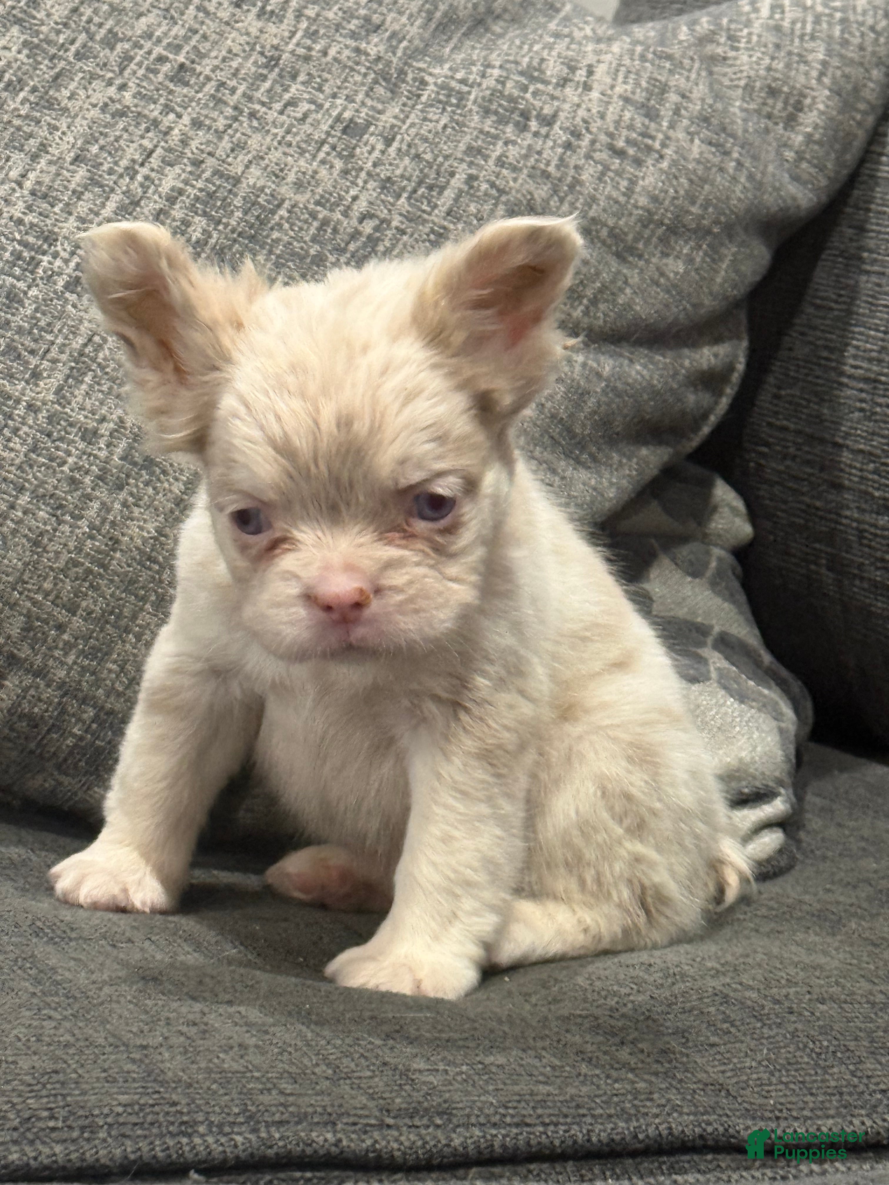 French Bulldog dogs Pink Princess - Ad 1