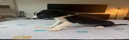 Border Collie dogs for sale: Shandy - Ad 6