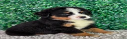 Bernese Mountain Dog dogs for sale: Hunter  - Ad 4