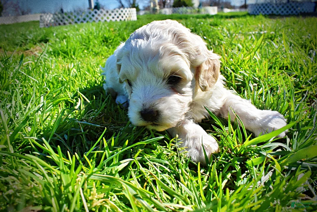 Havapoo dogs for sale: Nash - Ad 14