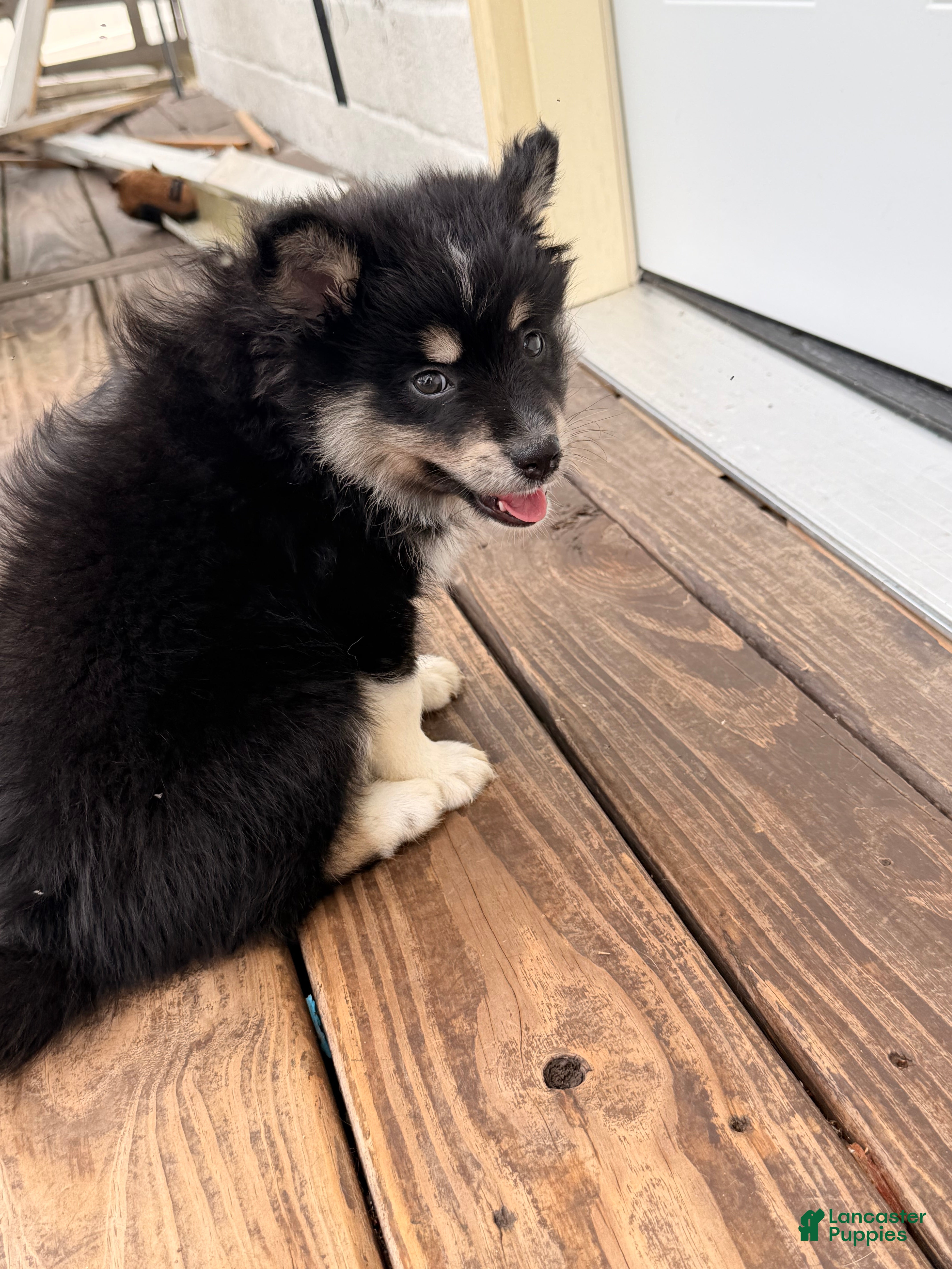 Pomsky dogs Atlas - Ad 34