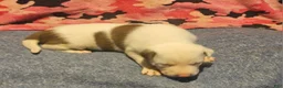 Border Collie dogs for sale: Suzy - Ad 14