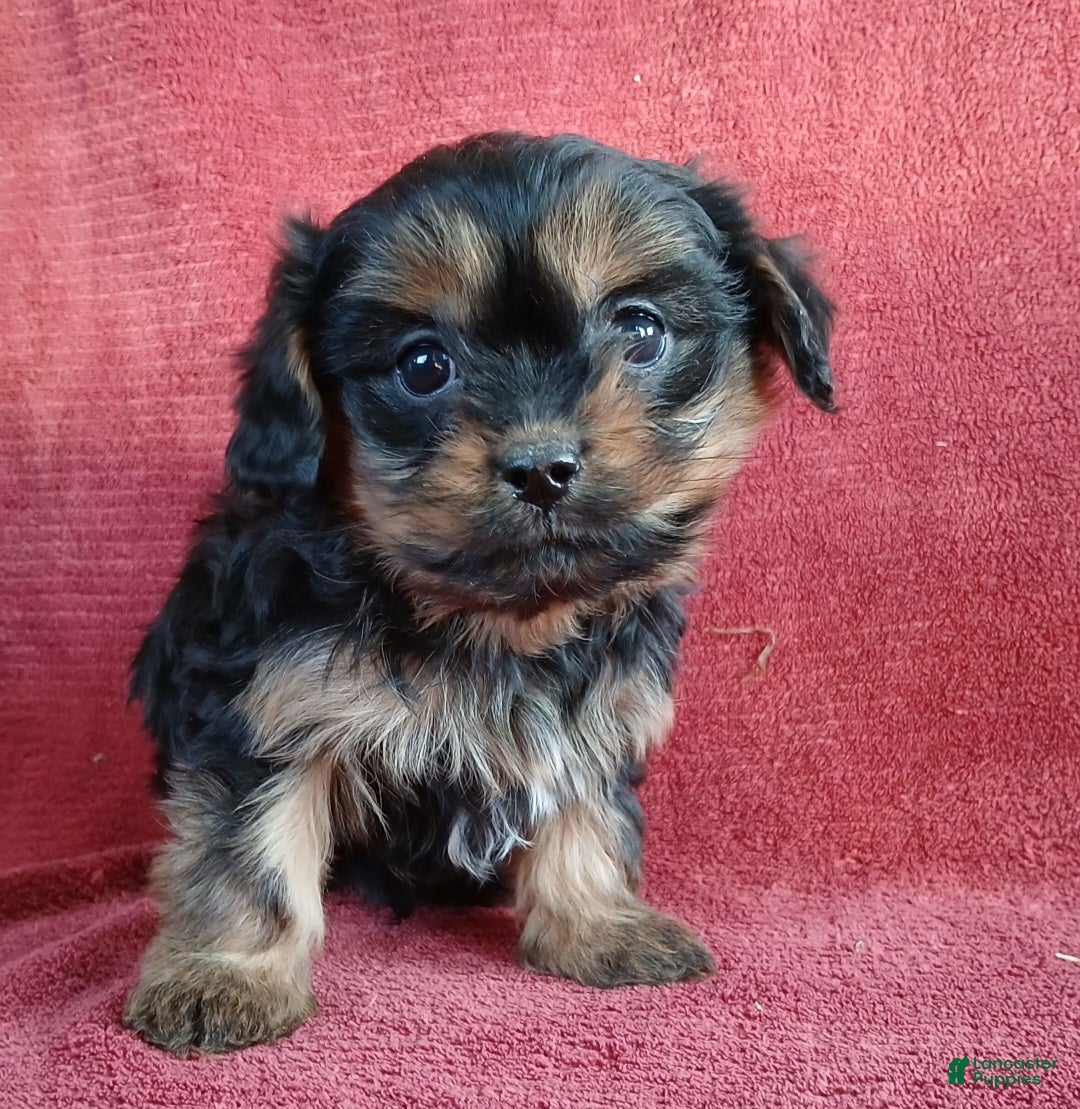 Cavapoo dogs for sale: Nick - Ad 2