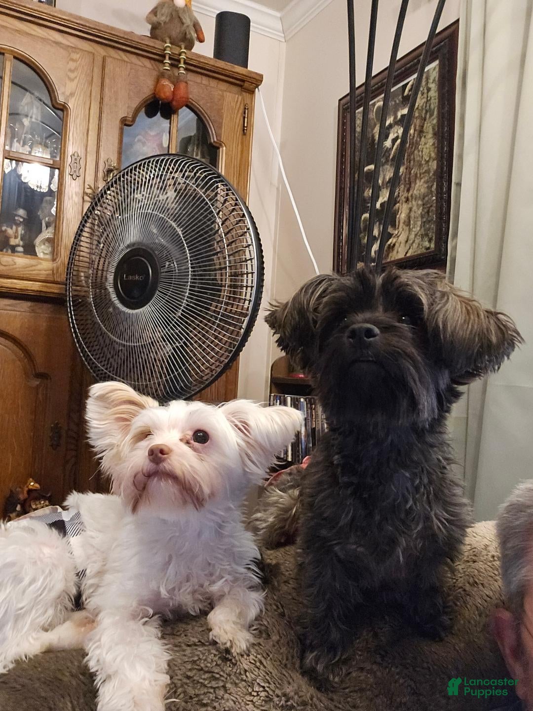 Yorkshire Terrier dogs for sale: Cody  - Ad 2