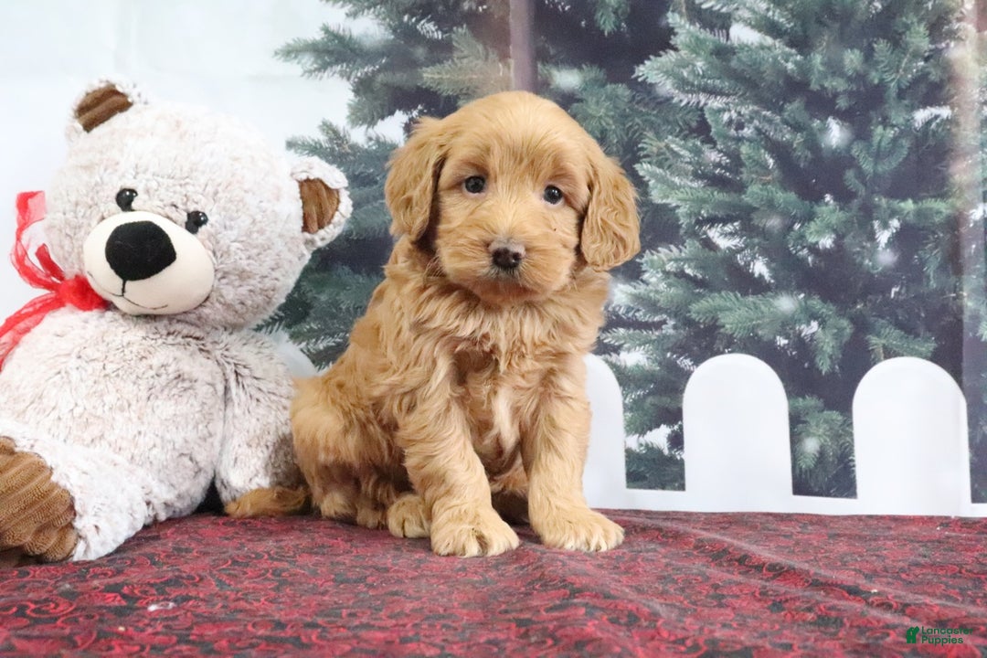 Mini Goldendoodle dogs for sale: Leo - Ad 2