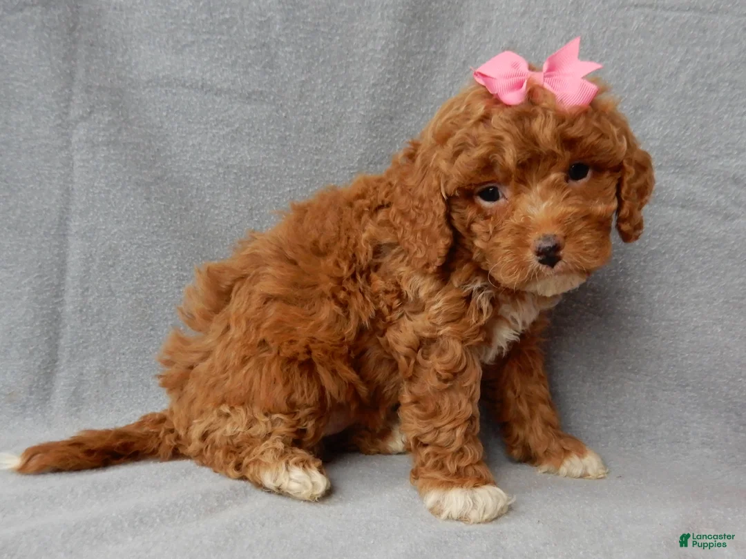 Cavapoo dogs for sale: Eliza - Ad 6