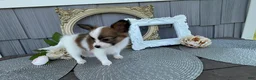 Papillon dogs for sale: Briar - Ad 3