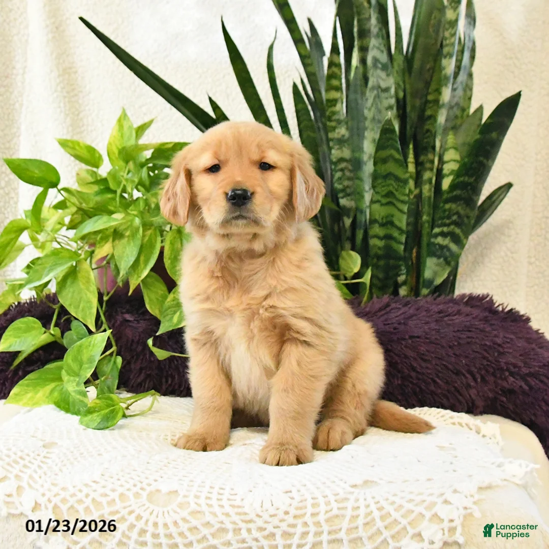 Golden Retriever dogs for sale: Sianna - Ad 1