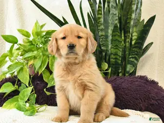 Golden Retriever dogs Sianna - Ad 32