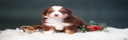 Miniature Australian Shepherd dogs for sale: Daisy - Ad 1