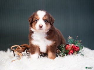 Miniature Australian Shepherd dogs Daisy - Ad 7