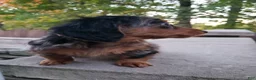 Miniature Dachshund dogs for sale: Dax - Ad 4