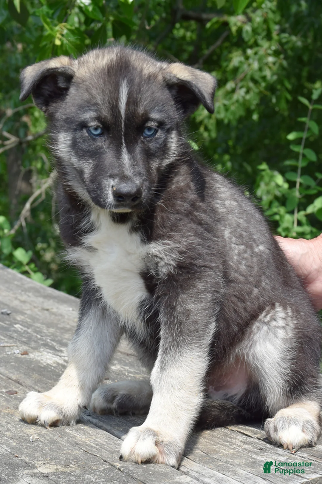 Gerberian Shepsky dogs for sale: Wyatt - Ad 2
