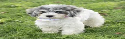 Maltipoo dogs for sale: Rex Maltipoo  - Ad 4