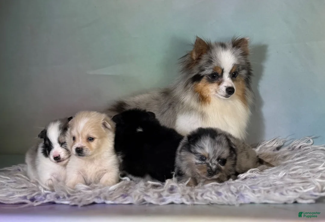 Pomeranian dogs for sale: Tulip - Ad 11