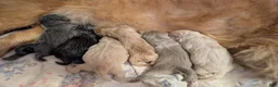 Chow Chow dogs for sale: Puppy 6 - Ad 8