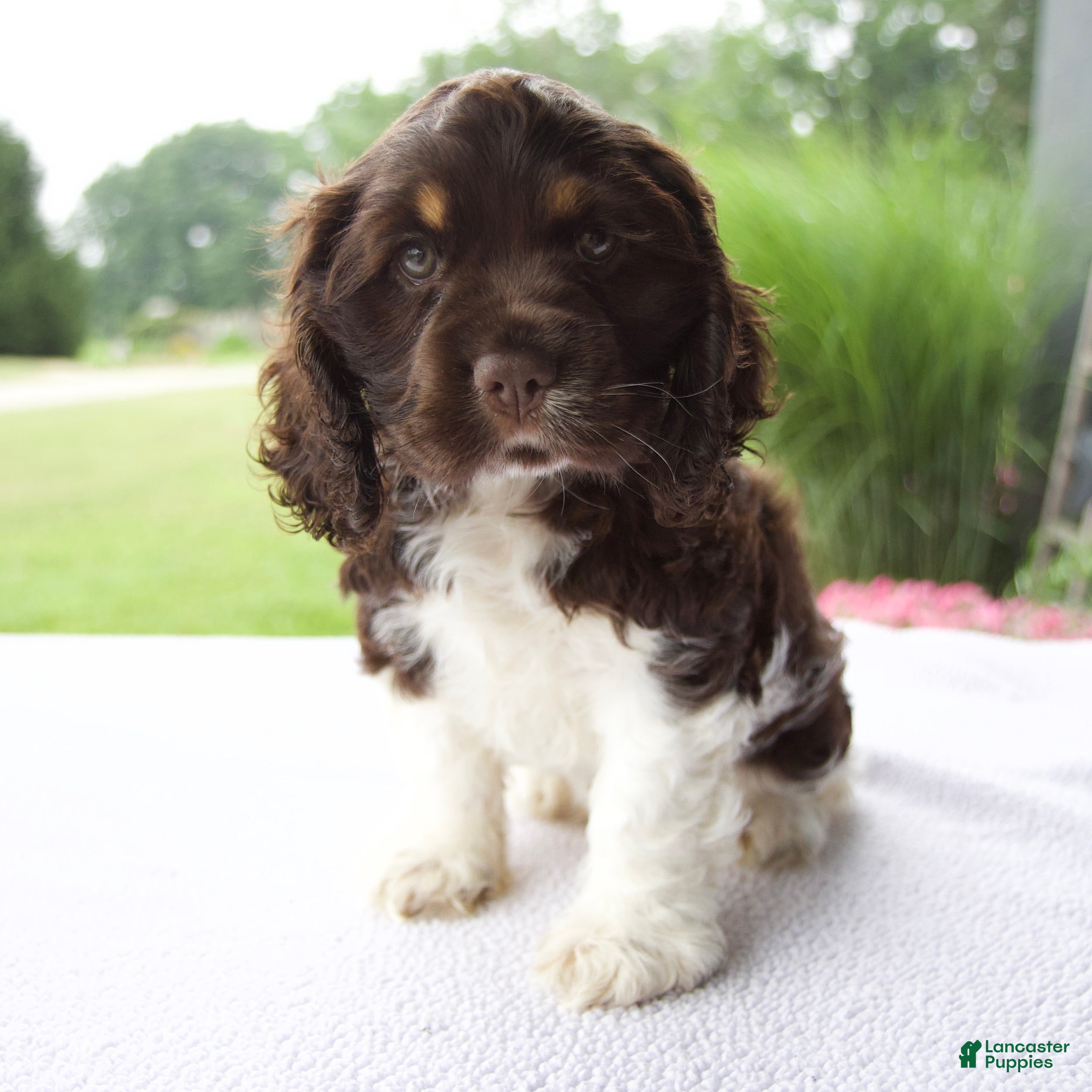 Cocker Spaniel dogs Starboy - Ad 2