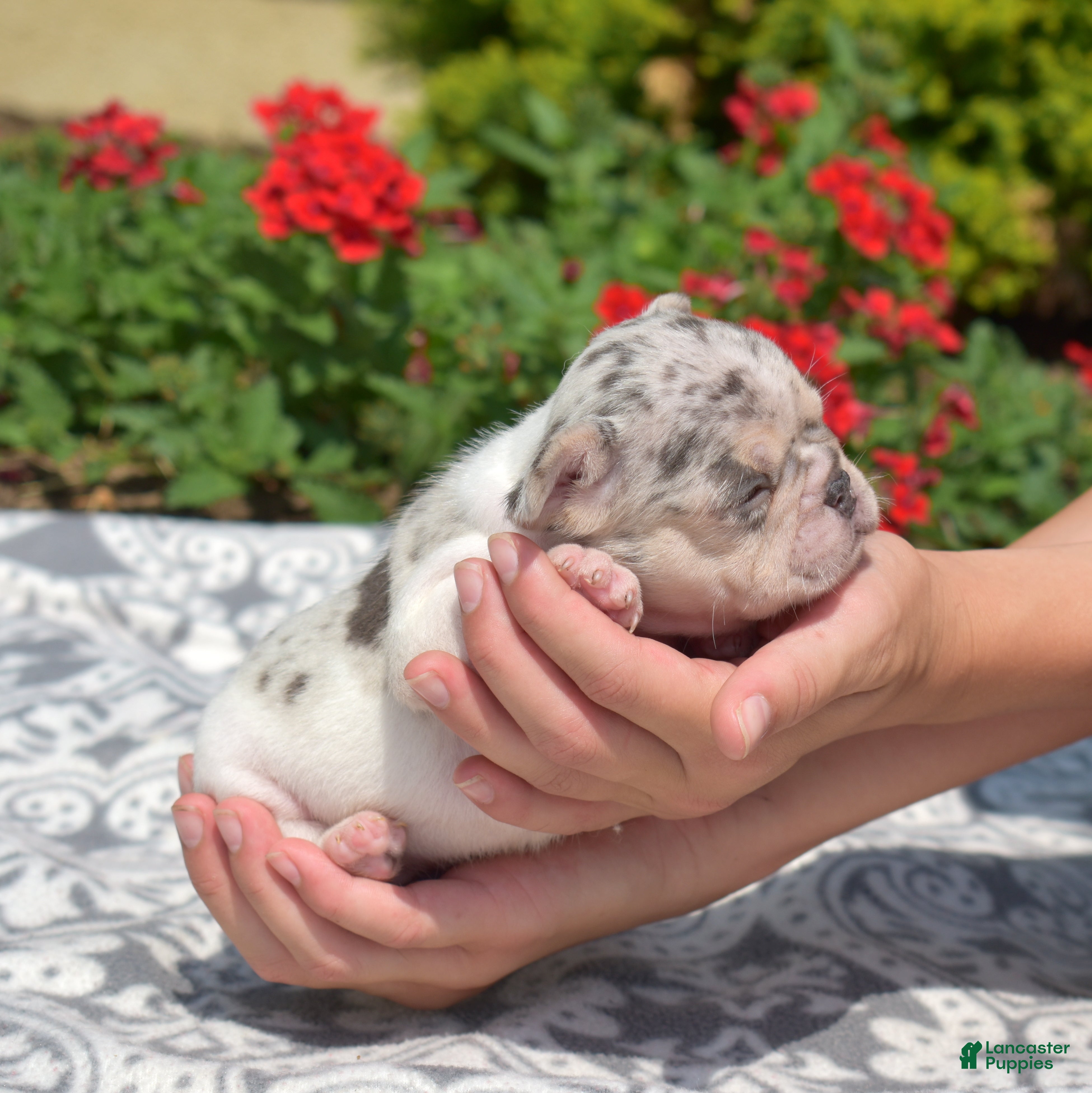 French Bulldog dogs Swiss - Ad 2