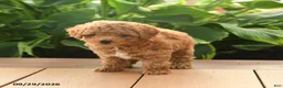 Toy Poodle dogs for sale: Finn - Ad 5
