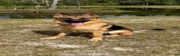 German Shepherd dogs for sale: Milo - Ad 6