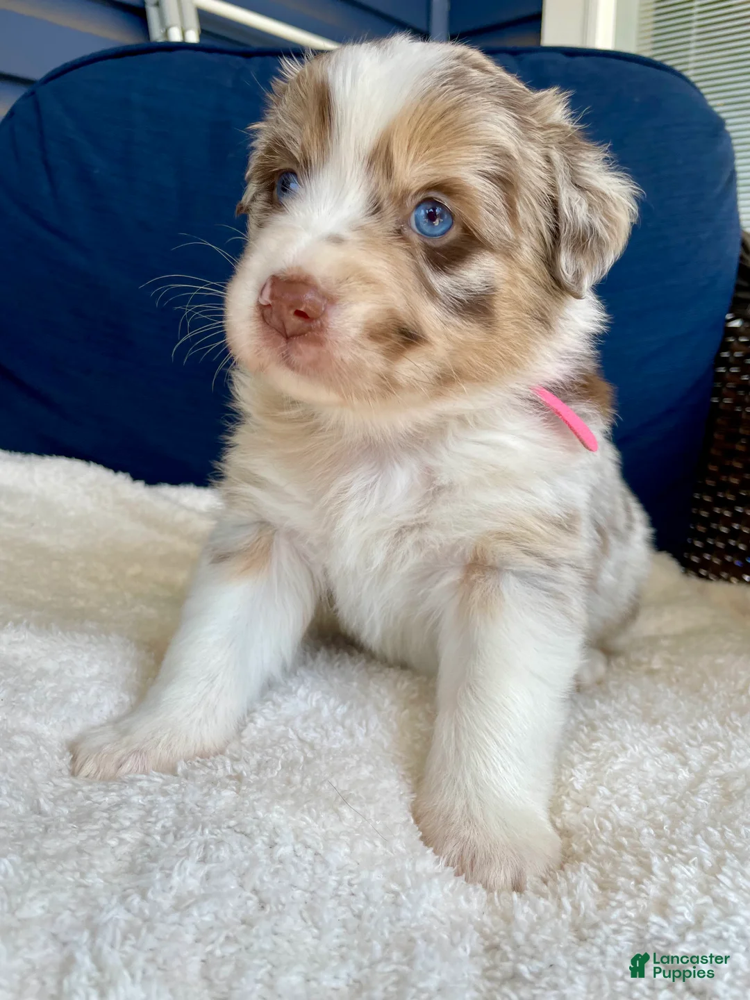 Australian Shepherd dogs for sale: Manny - Ad 17
