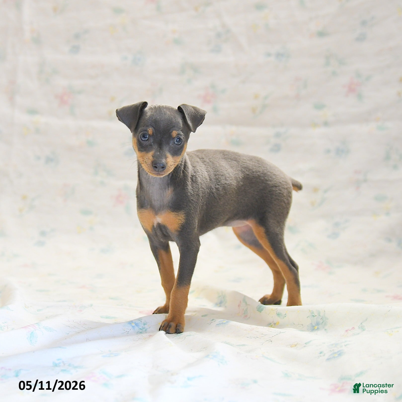 Miniature Pinscher dogs Phalina - Ad 1