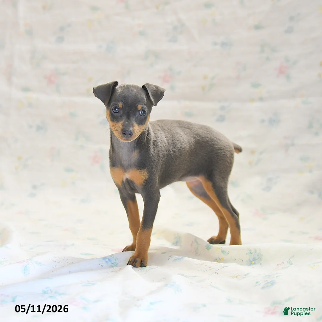 Miniature Pinscher dogs for sale: Phalina - Ad 1