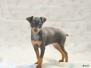 Miniature Pinscher dogs for sale: Phalina - Ad 3