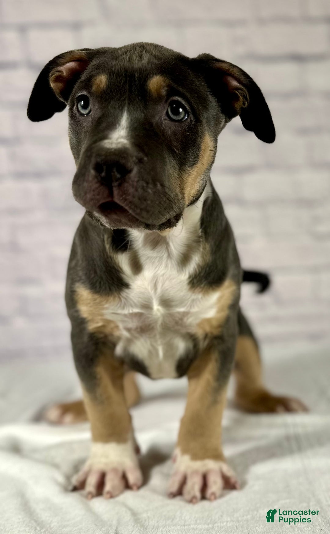 American Bully dogs for sale: Maggie - Ad 4