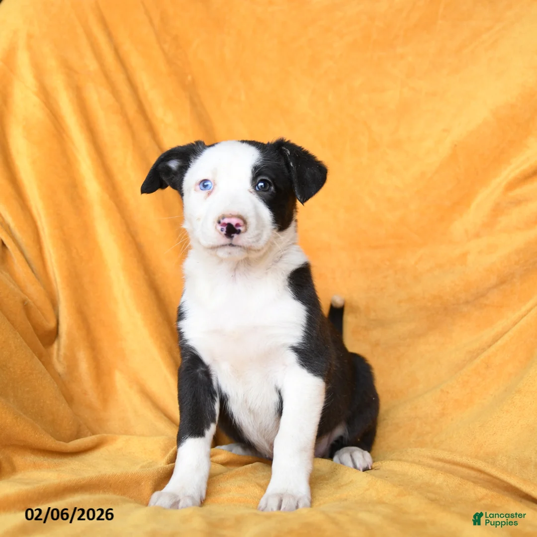 Border Collie dogs for sale: Watermelon - Ad 1
