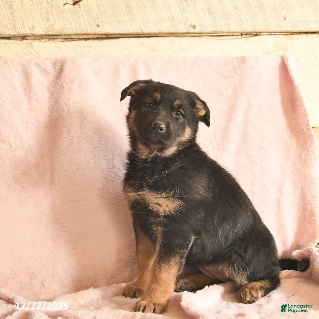 German Shepherd dogs for sale: Bell  - Ad 4