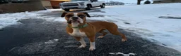 Boxer dogs for sale: Mya - Ad 2