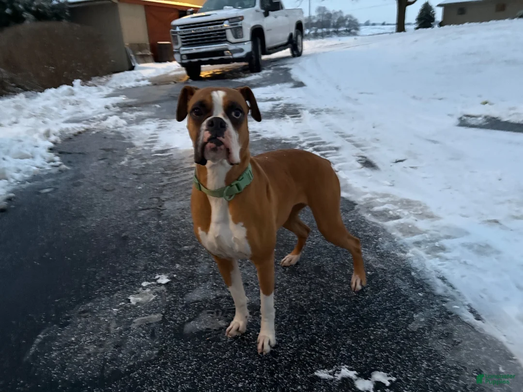 Boxer dogs for sale: Mya - Ad 2