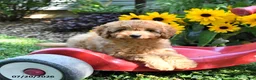 Cockapoo dogs for sale: Blossom - Ad 3
