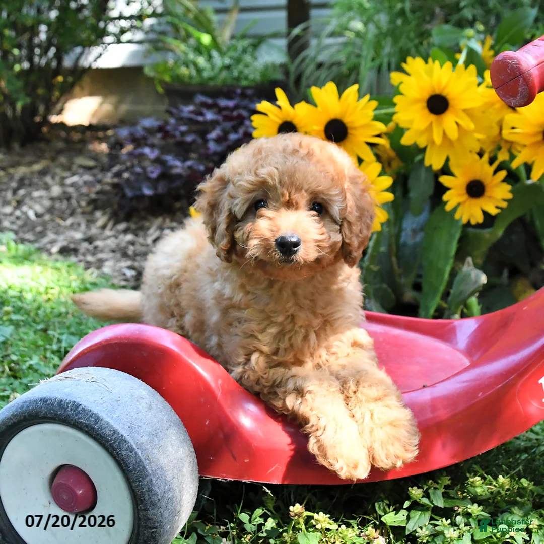 Cockapoo dogs for sale: Blossom - Ad 3