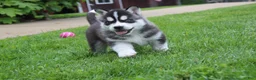 Siberian Husky dogs for sale: Bingo - Ad 3